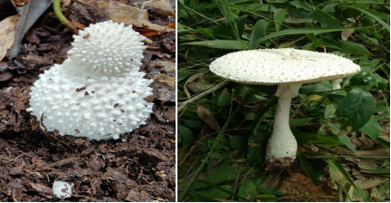 警惕屏山发现这种毒蘑菇吃不得