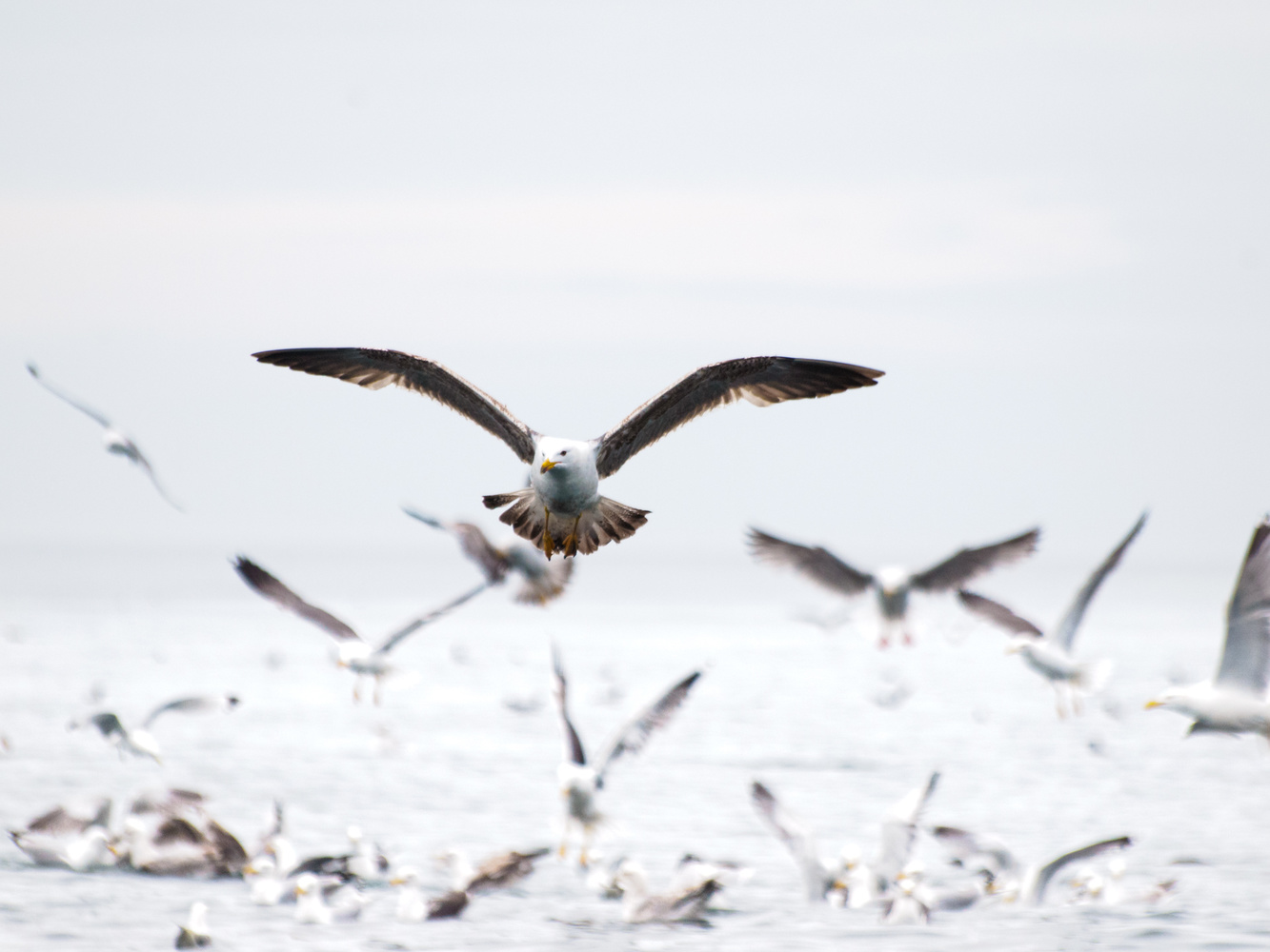 七个高级的关于图片合成技巧