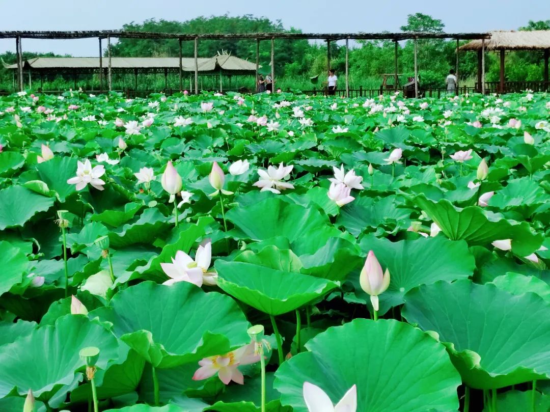 蓮動(dòng)夏日，為荷而來