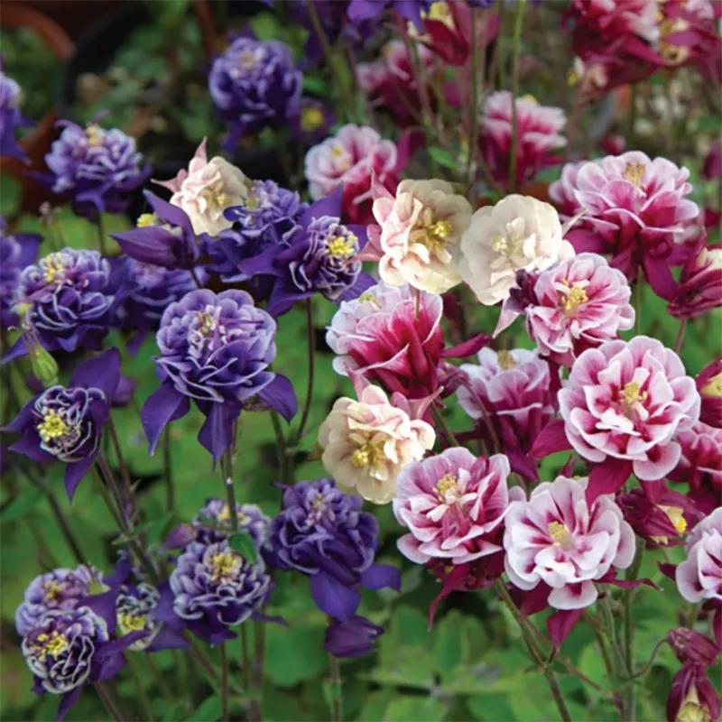 花朵美图｜温柔甜美的初吻、大丽花、耧斗菜花朵合集160张