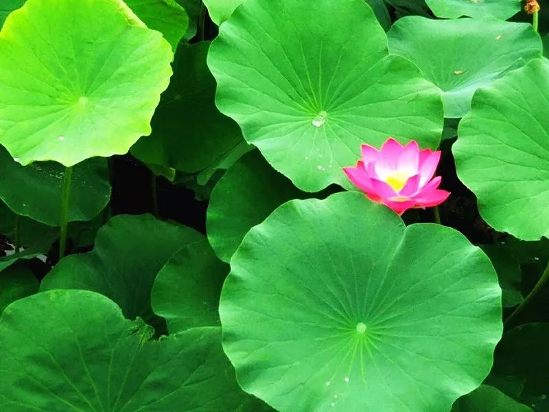 荡漾起满池的温柔~~西山这些地方已被荷花宠坏了！