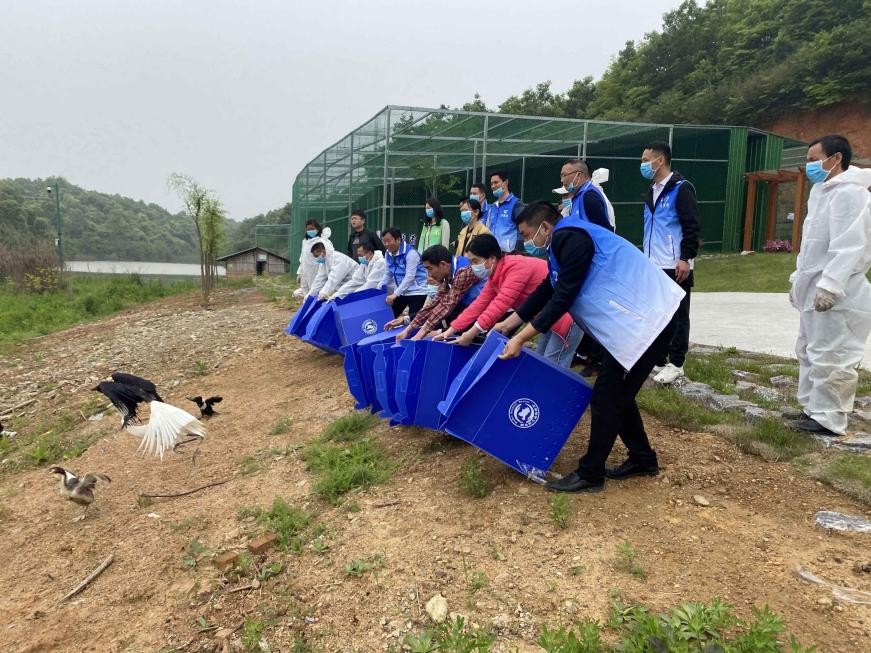 水質(zhì)改善 水鳥環(huán)繞 黃石網(wǎng)湖濕地扎實(shí)推進(jìn)水環(huán)境治理初見成效