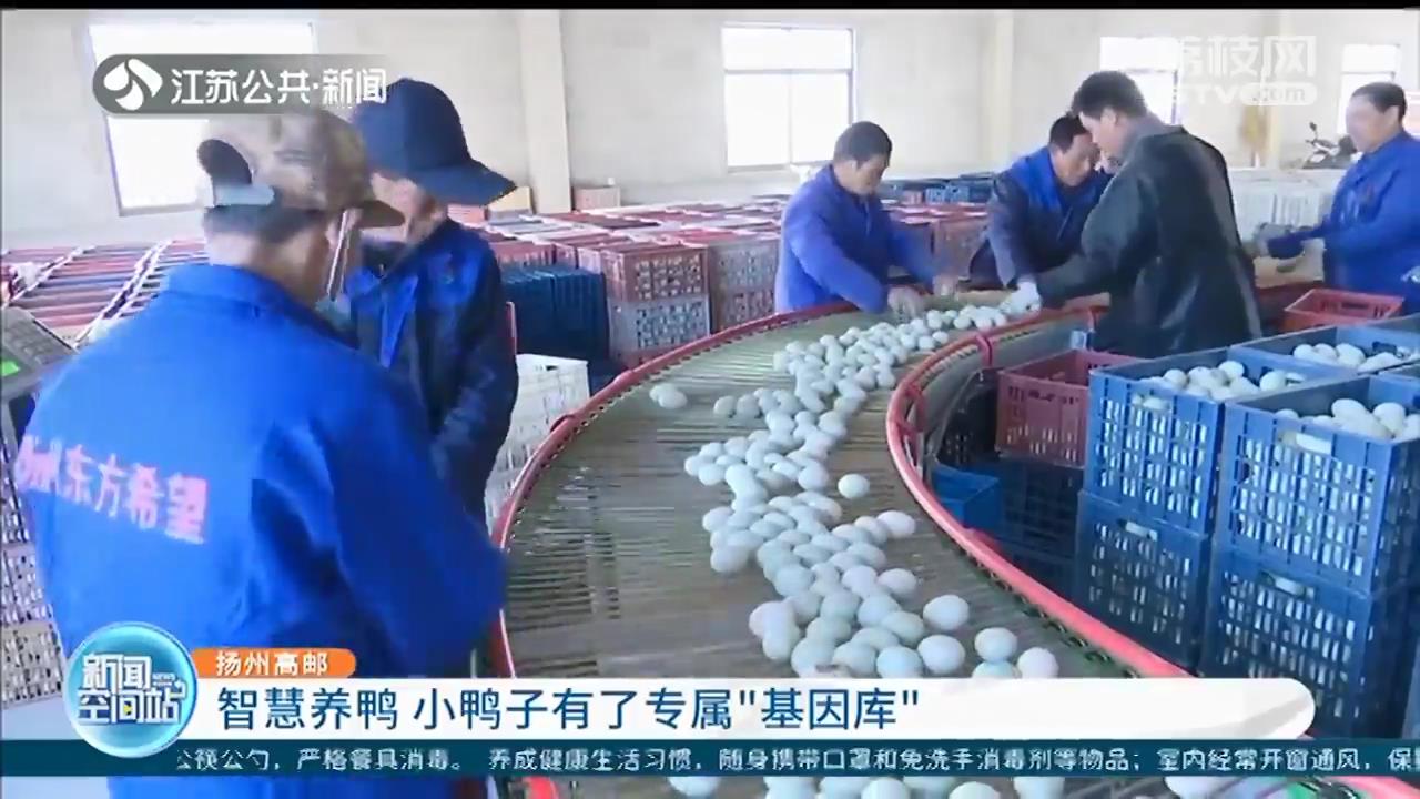 智慧化养殖！扬州高邮小鸭子有了专属&ldquo;基因库&rdquo;