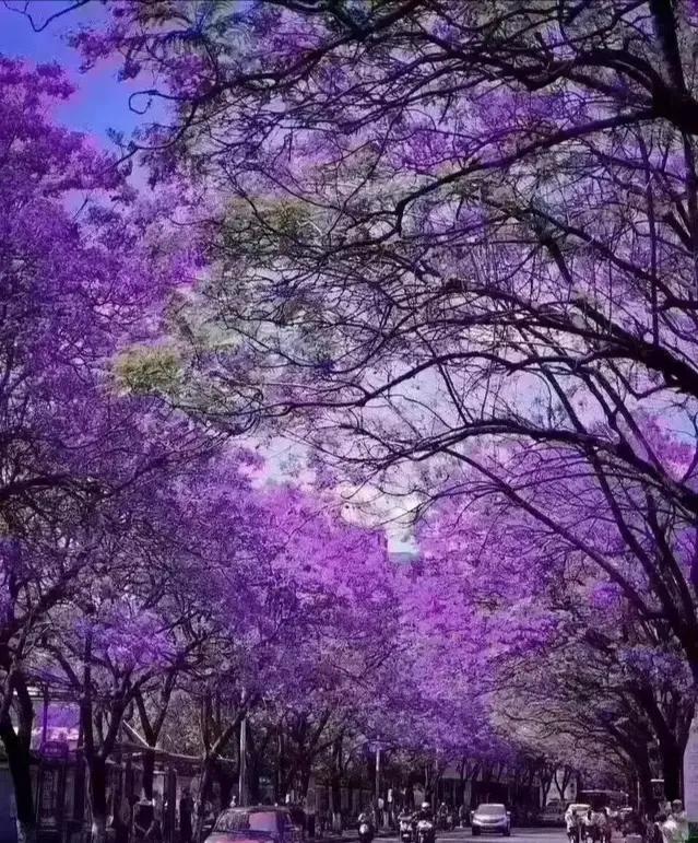 最美的花路，走不完的浪漫