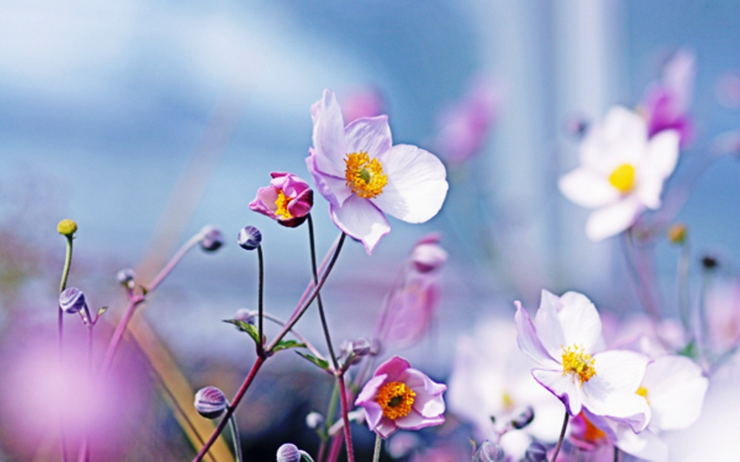 徐志摩经典散文：陌上花开