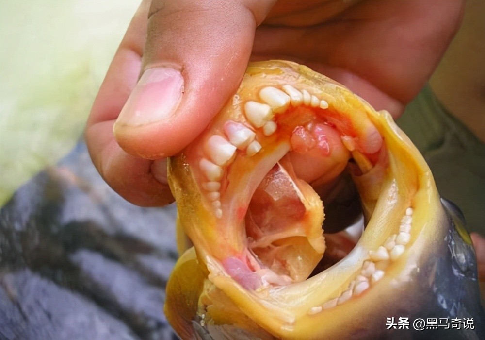 第6种:库伦齿鱼