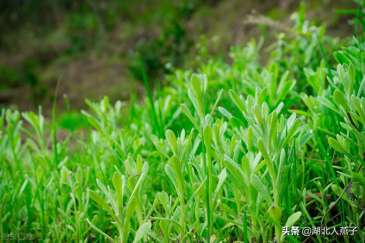 野菜的种类和做法（带你见识不同的野菜和吃法） 25