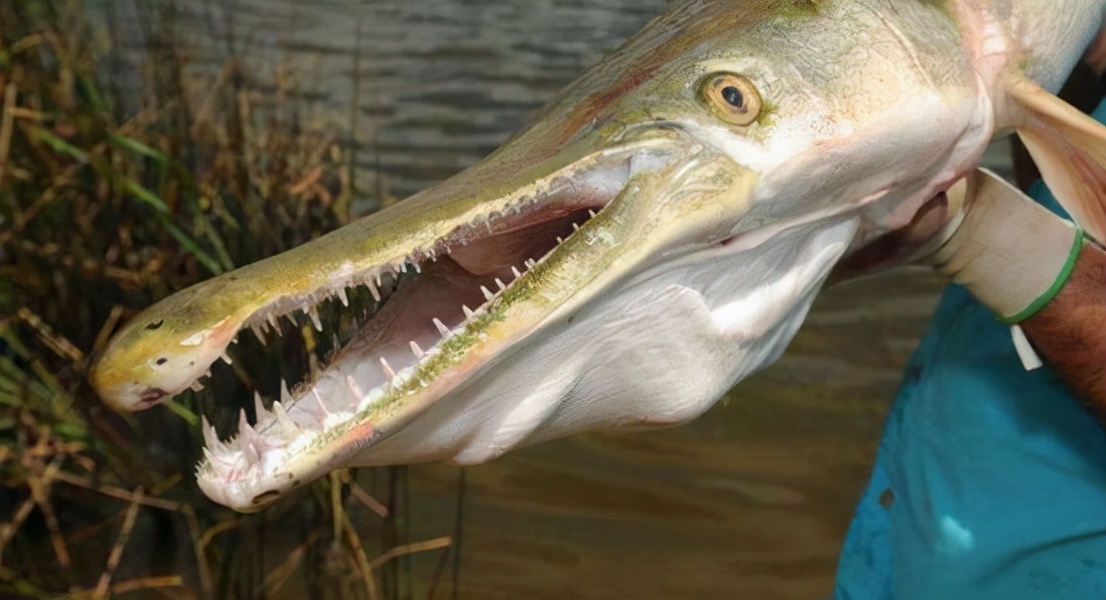 广东又发现"水怪"!重达40斤,四五个人才能摆平它,这是什么?