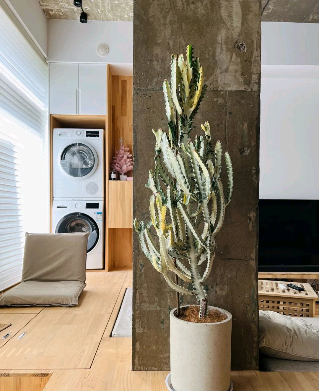 镇宅的花卉绿植有哪些（三种镇宅花一养旺家好运来）