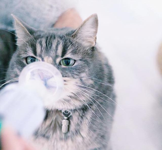 猫咪便秘的原因有哪些？如何在家里帮猫咪缓解便秘