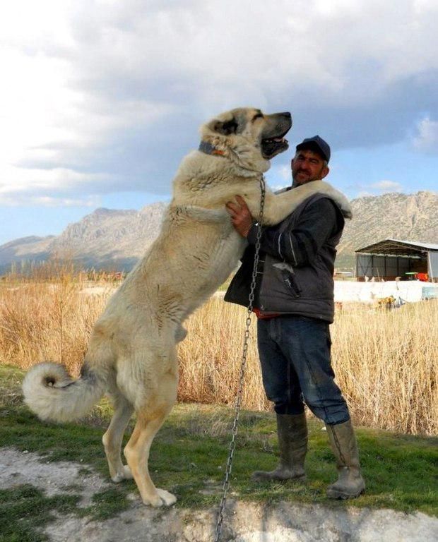 坎高犬vs高加索牧羊犬，谁才是大型猛犬的战力天花板？