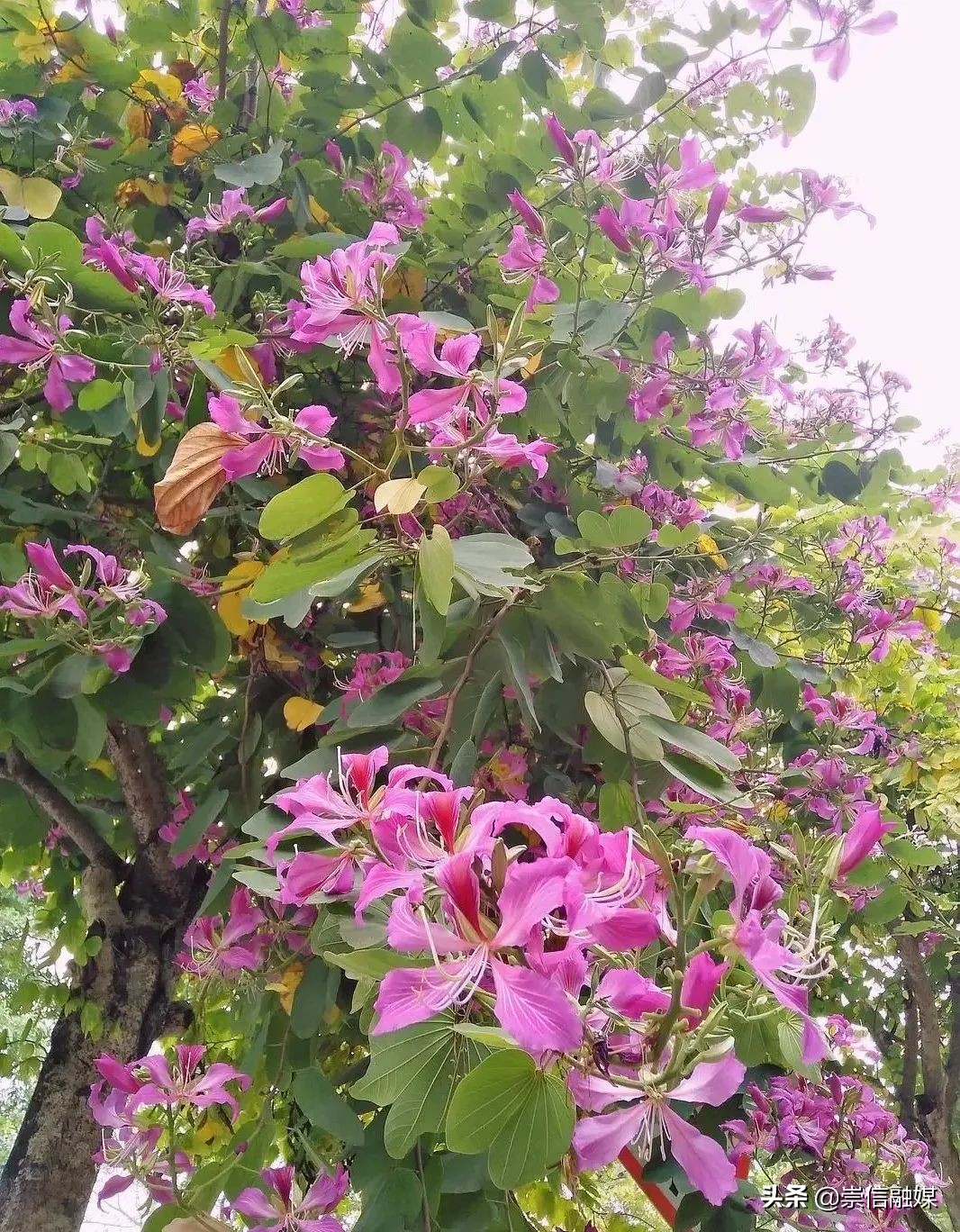 40款观花乔木,各有乾坤的开花高手
