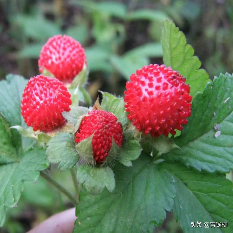 香甜美味的野生草莓——野草莓
