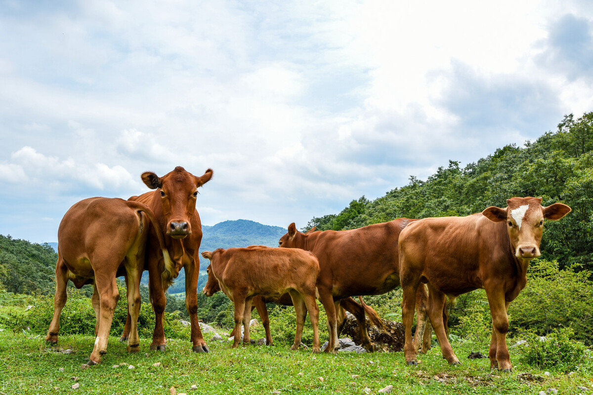 牛价丨2月27日 肉用黄牛,西门塔尔牛价格汇总在这里
