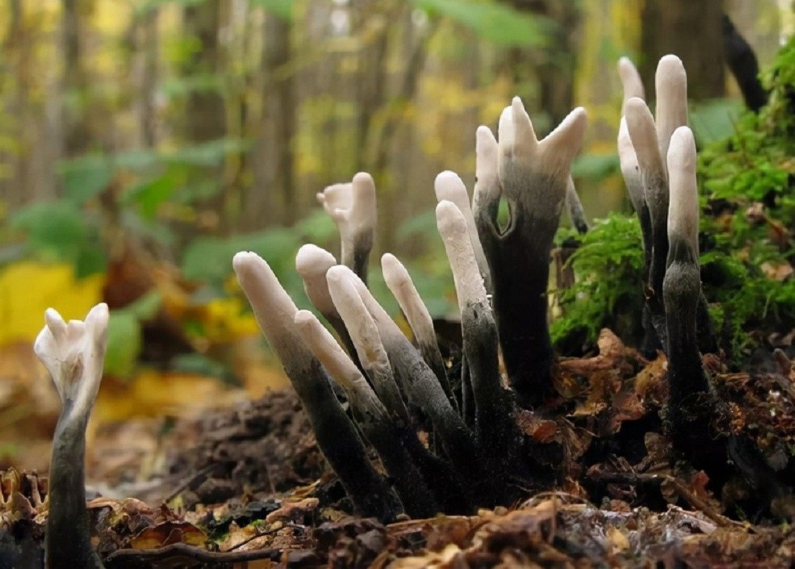 为何挖到的人不愿卖