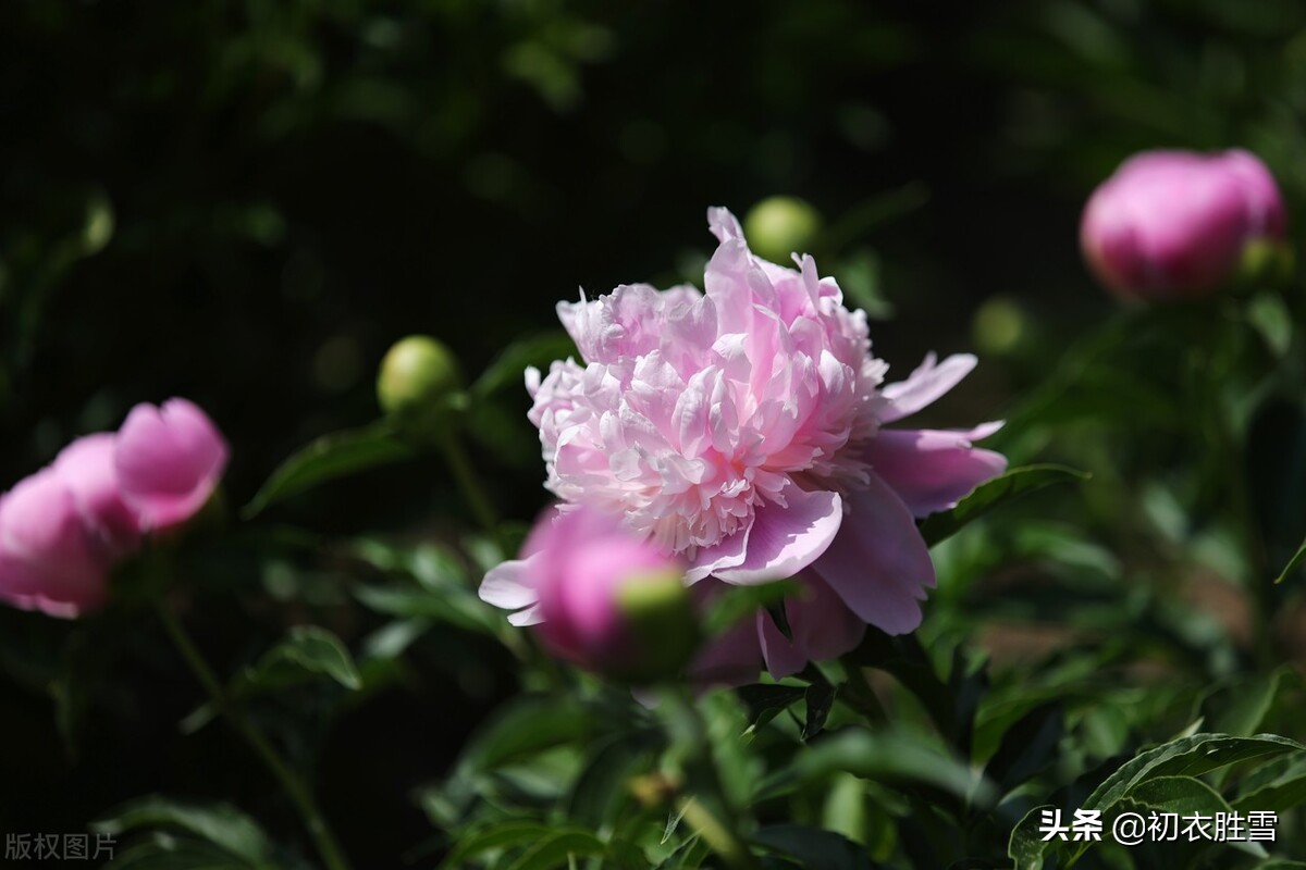 芍药花的样子描写（早夏美艳芍药诗词八首解读）