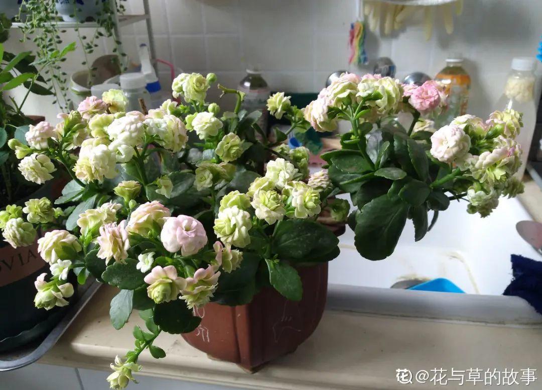象征老人长寿的花（寓意老人健康长寿的花）