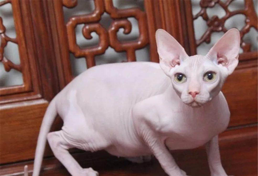 猫咪都是会掉毛的,掉毛的猫咪,宠主整天要收拾家里的毛发,很是崩溃.