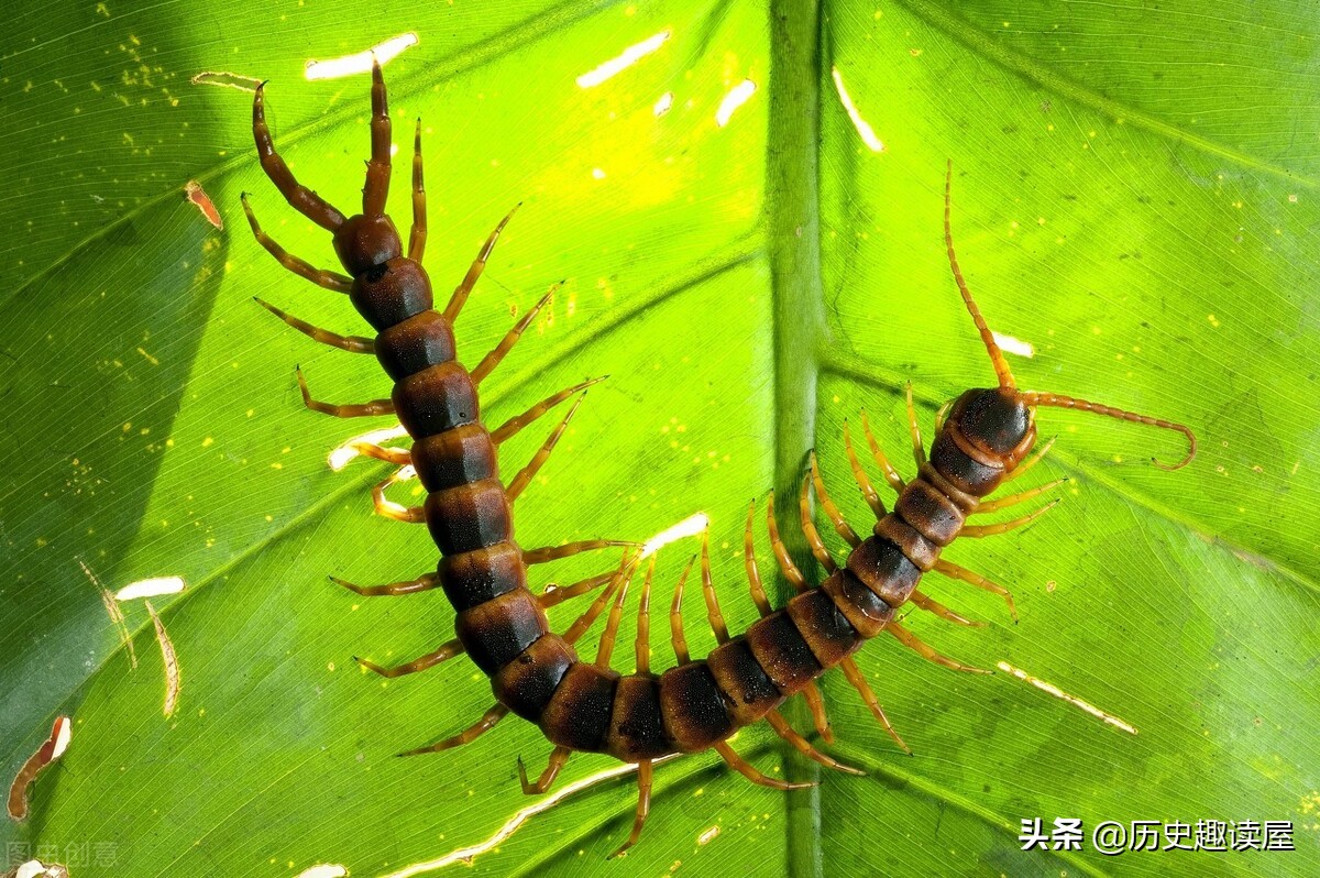 为什么不能踩死蜈蚣(关于蜈蚣不能杀死的故事)-图3