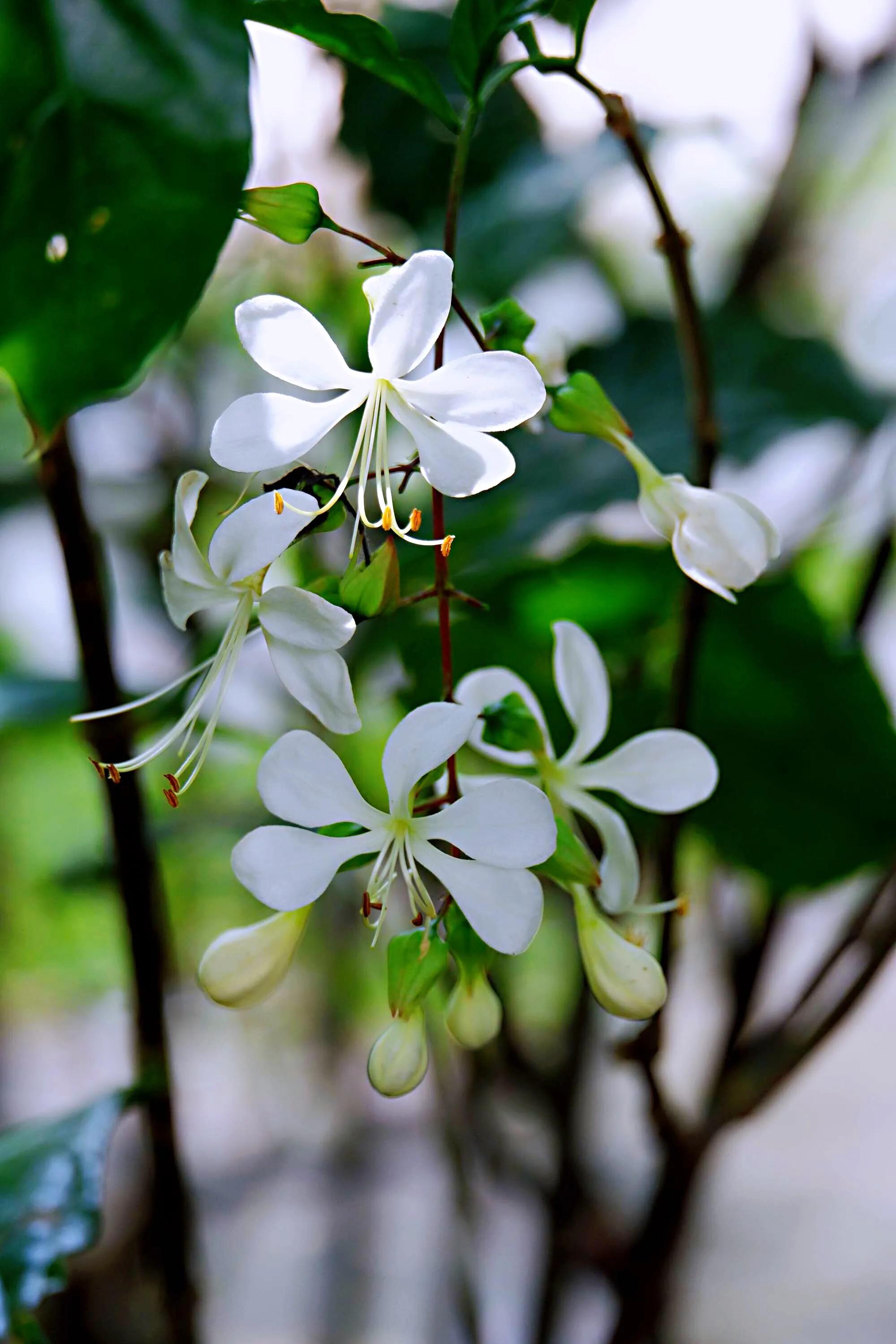 垂丝茉莉～花如蝴蝶翩翩舞，香似茉莉沁心脾