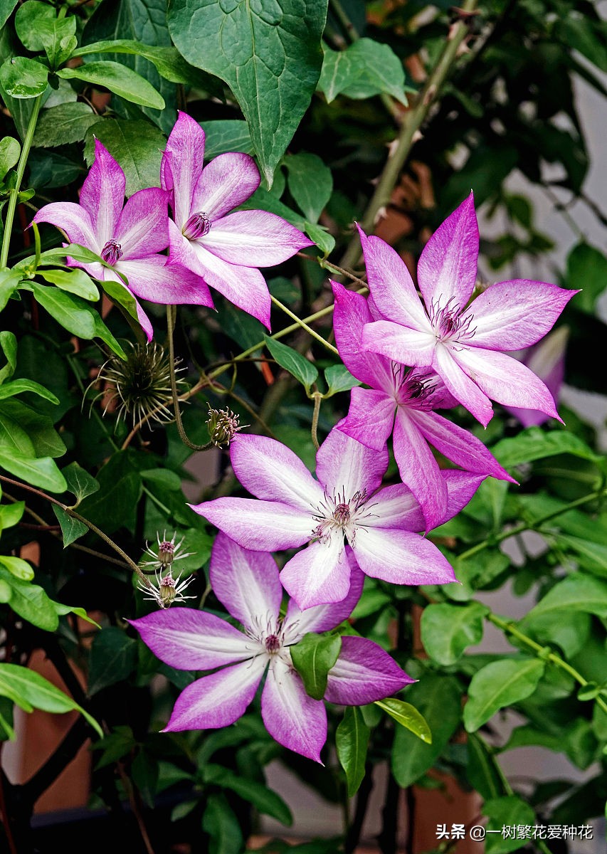 北方可以露地越冬的宿根花卉（30种不同宿根花卉盘点）