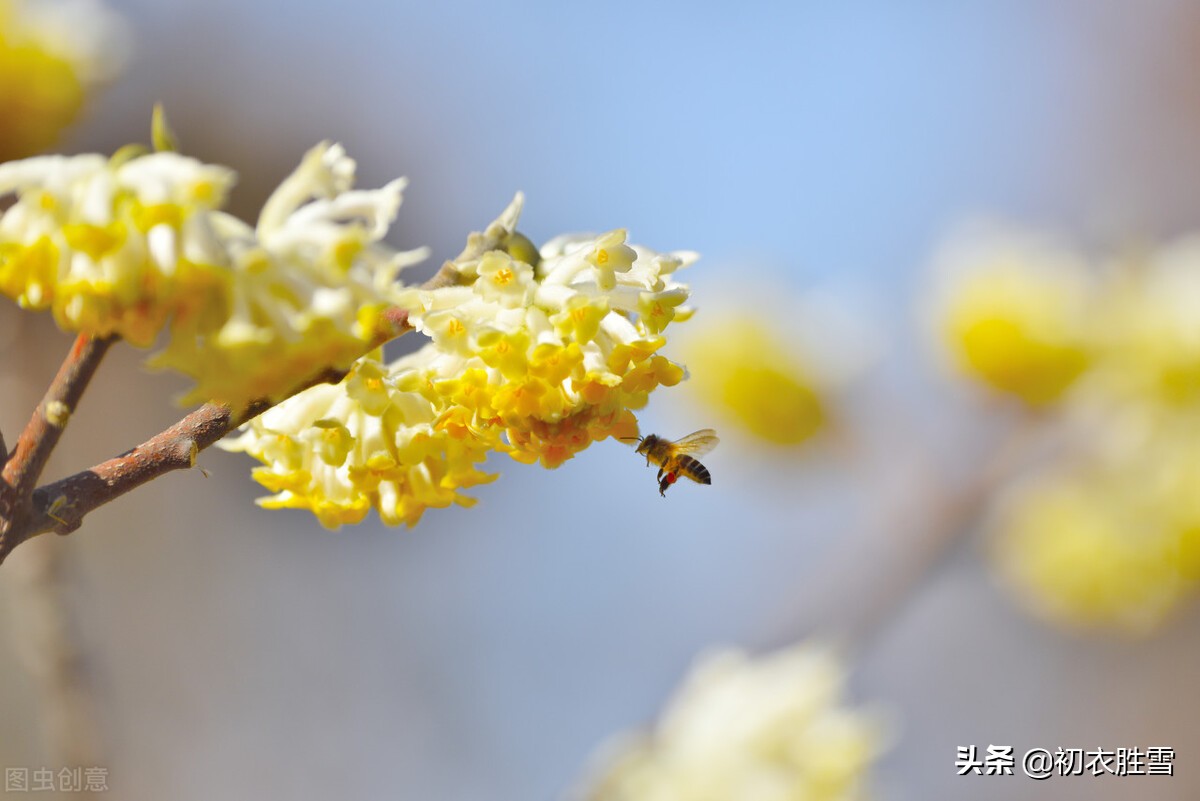 古诗词里的冬月花开五首：冬月梅花斗雪新，菜子花黄带雨新