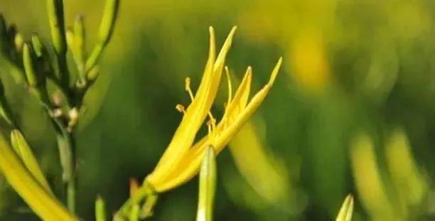 捅破黄花菜市场天花板