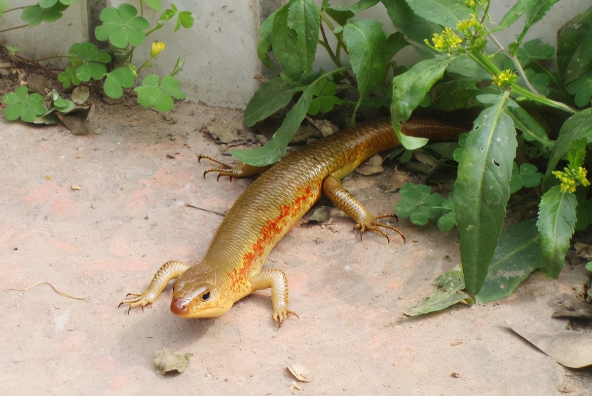 壁虎的图片(俗称) - 赤虎壹号