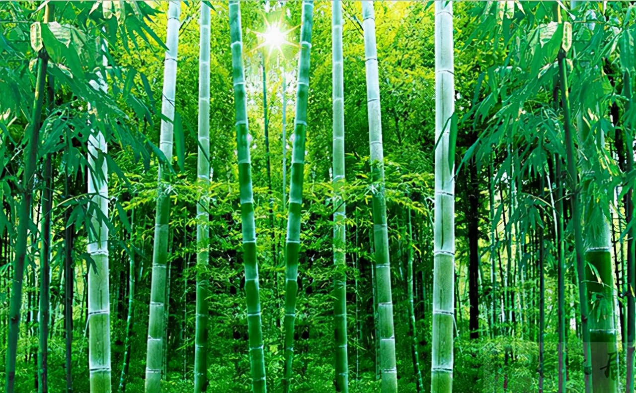 楠竹图片(我国新材料) - 赤虎壹号