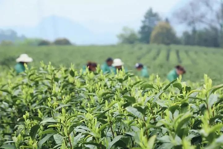 农业主管领导收藏：区域公用品牌由政府主导，主导啥？