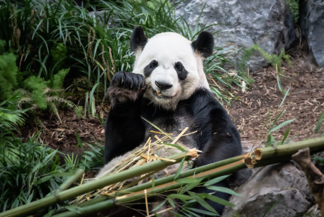 24岁外国女大学生倒追45岁农民工，今已成婚生子，计划在成都买房