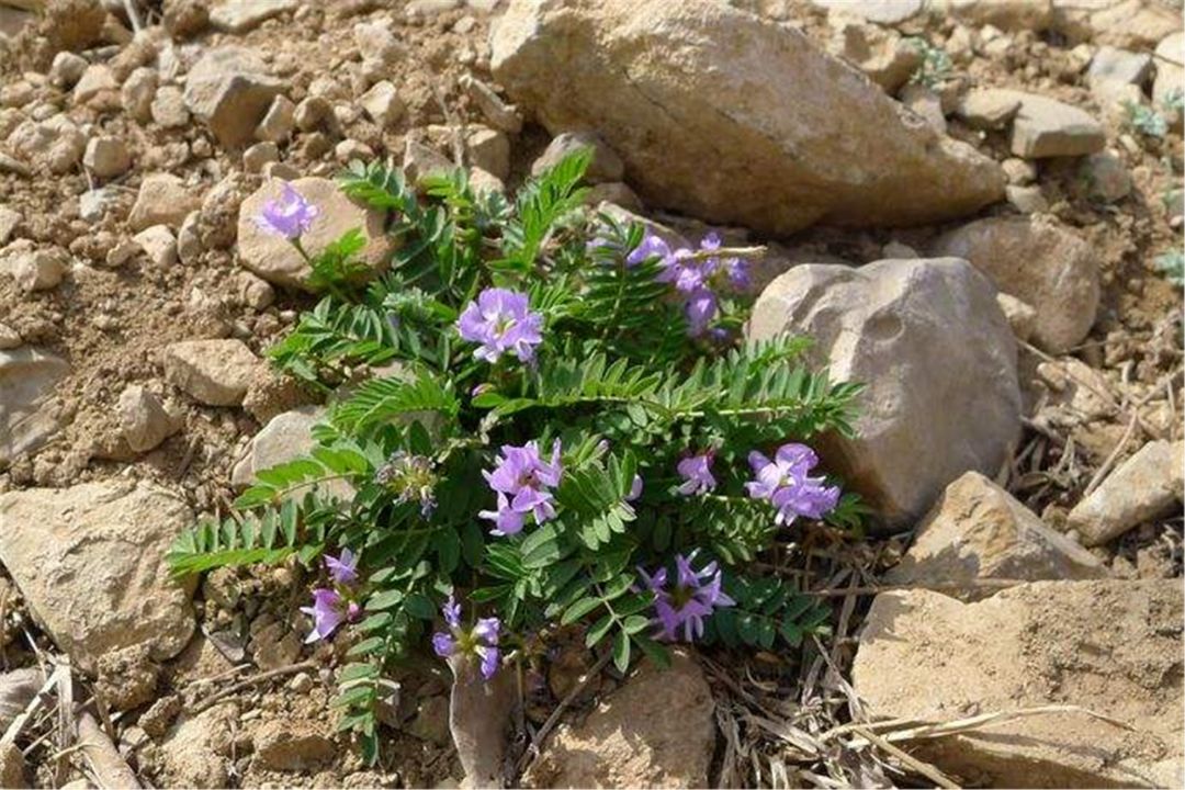 米口袋是怎样的植物?