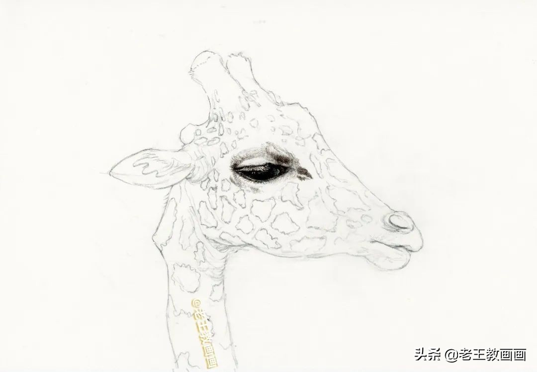 动物怎么画才生动？教你画一只长颈鹿