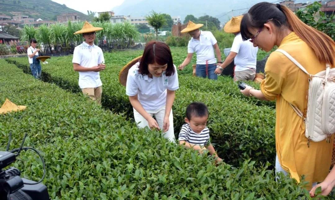 我的茶乡游学之习茶学艺，「制茶游学班」开始招生啦