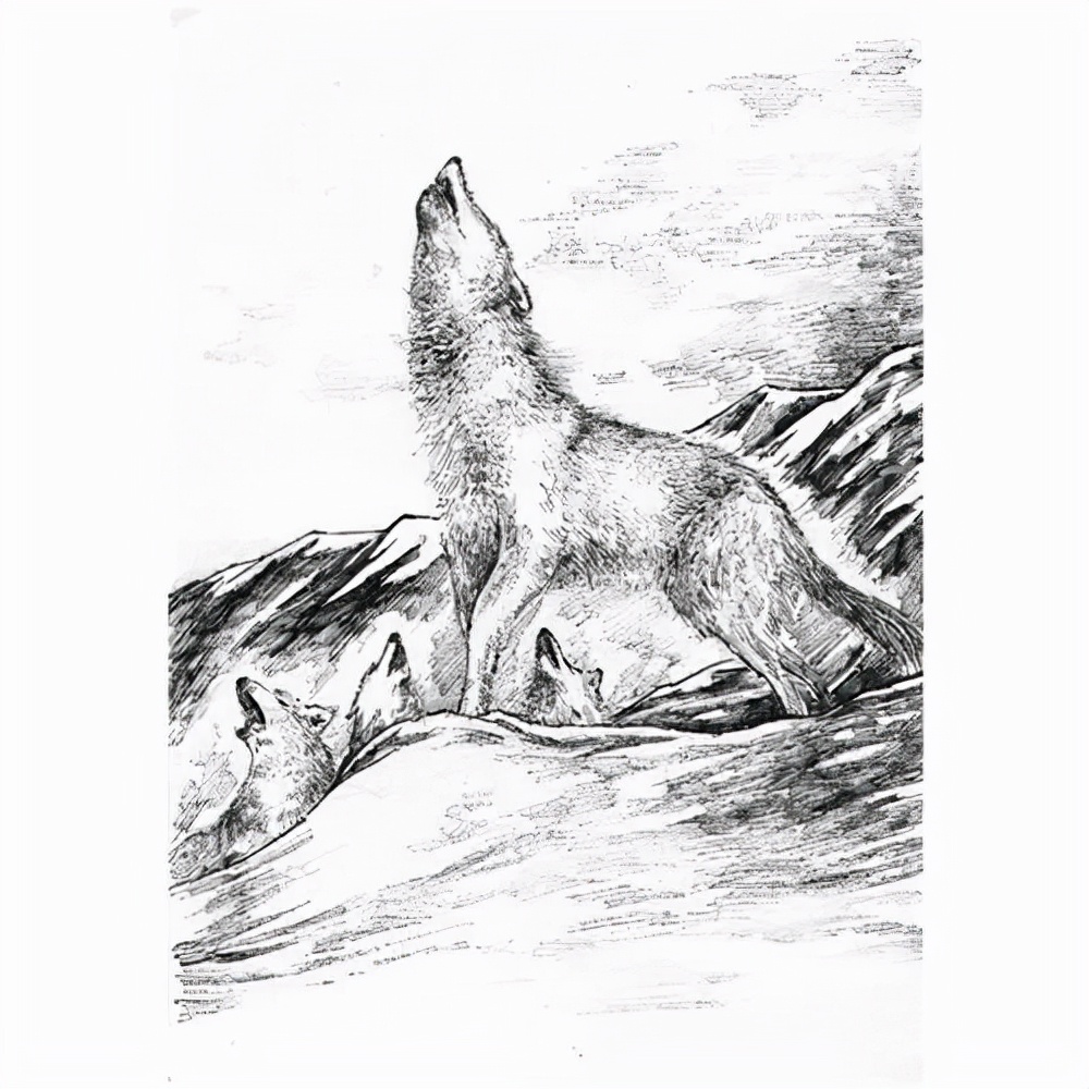 《狼王梦》:有一种爱叫母爱