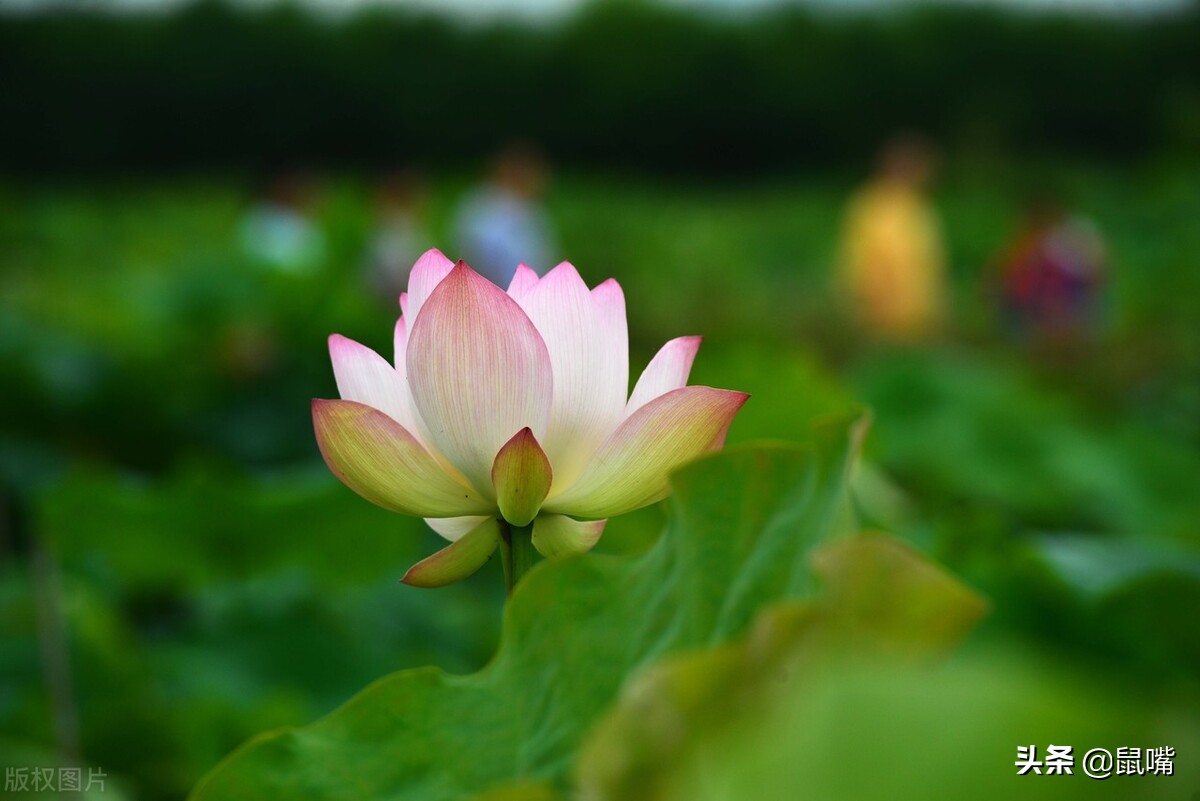 《史记》原文 译文（七十七）