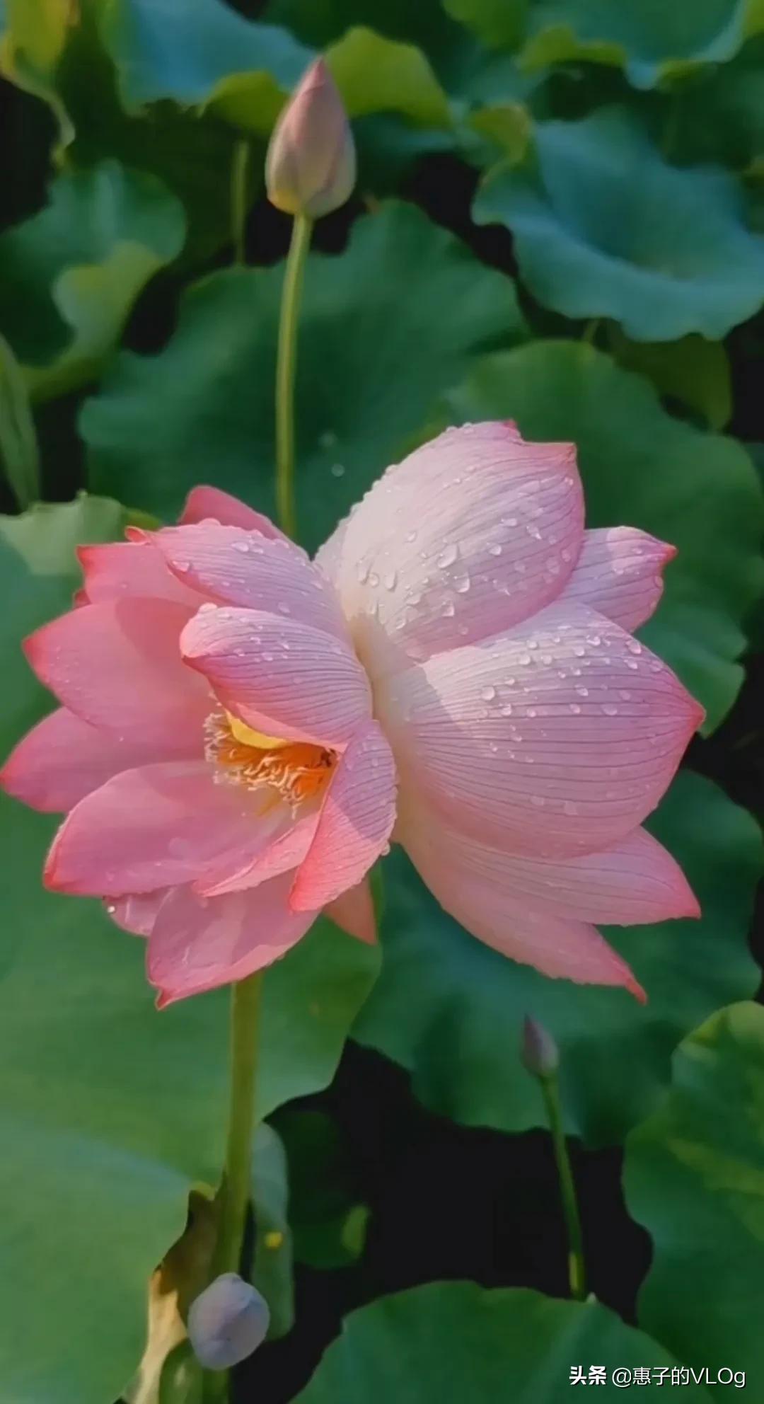 赏并蒂花开,富贵吉祥,好运连连