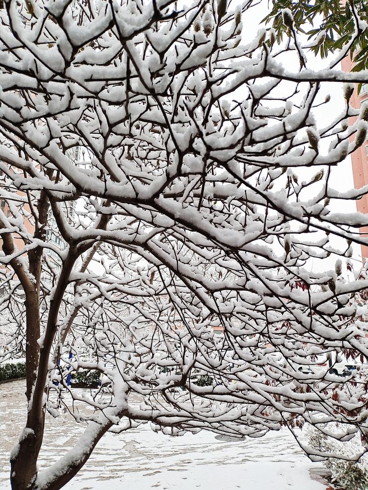 一场雪，让这里的春天真美 摄影/诗文：李武兵