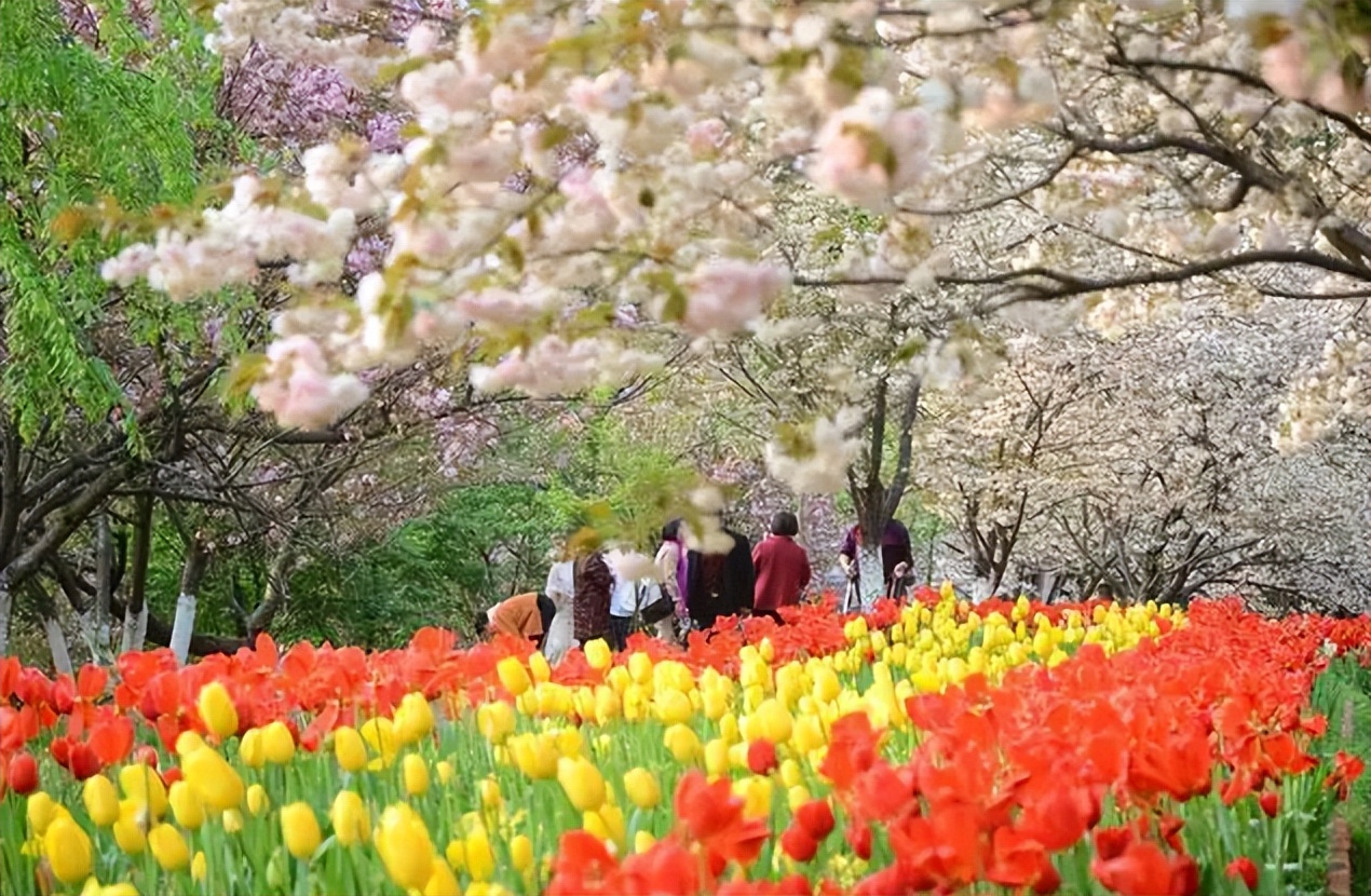 「诗词鉴赏」春门俱是看花人，十二首看花的诗词，看尽春花烂漫