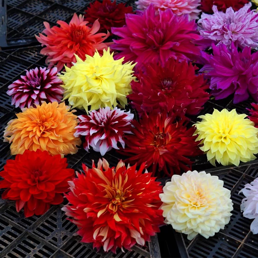 花朵美图｜温柔甜美的初吻、大丽花、耧斗菜花朵合集160张