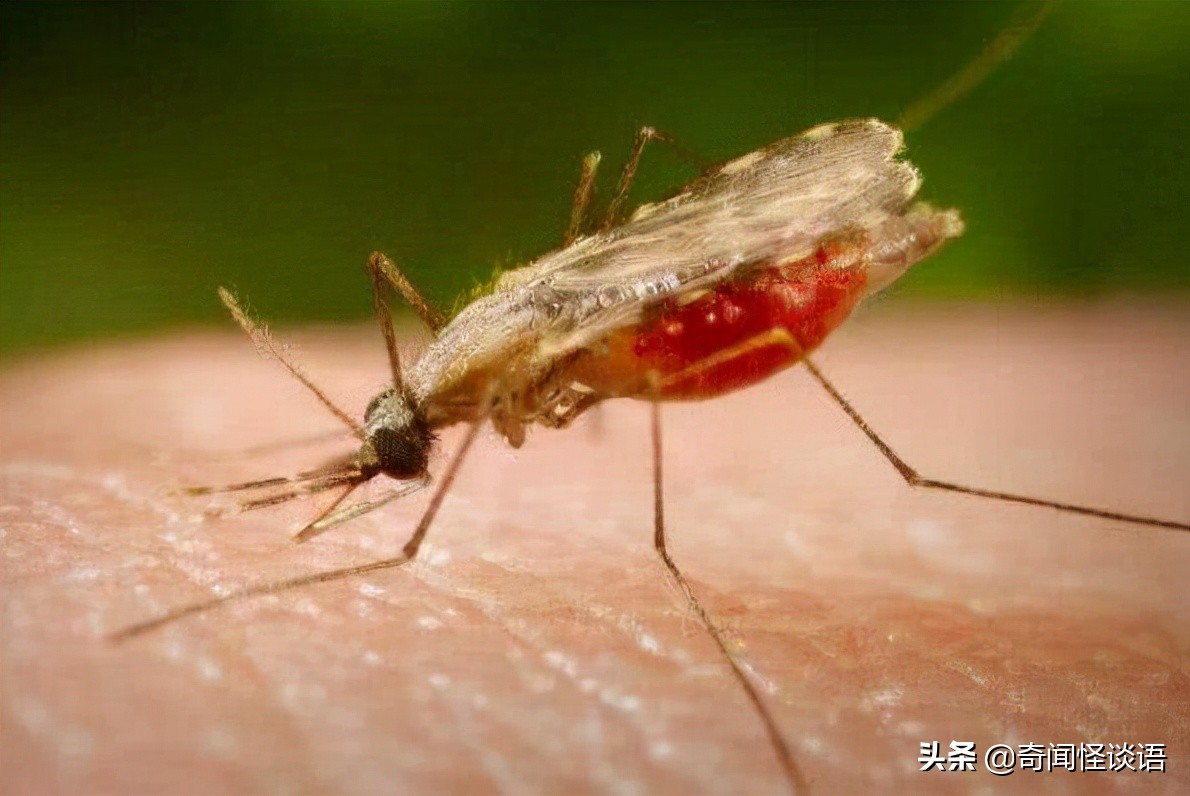 全球最致命十大动物：每年夺走数万人生命的真正危险生物