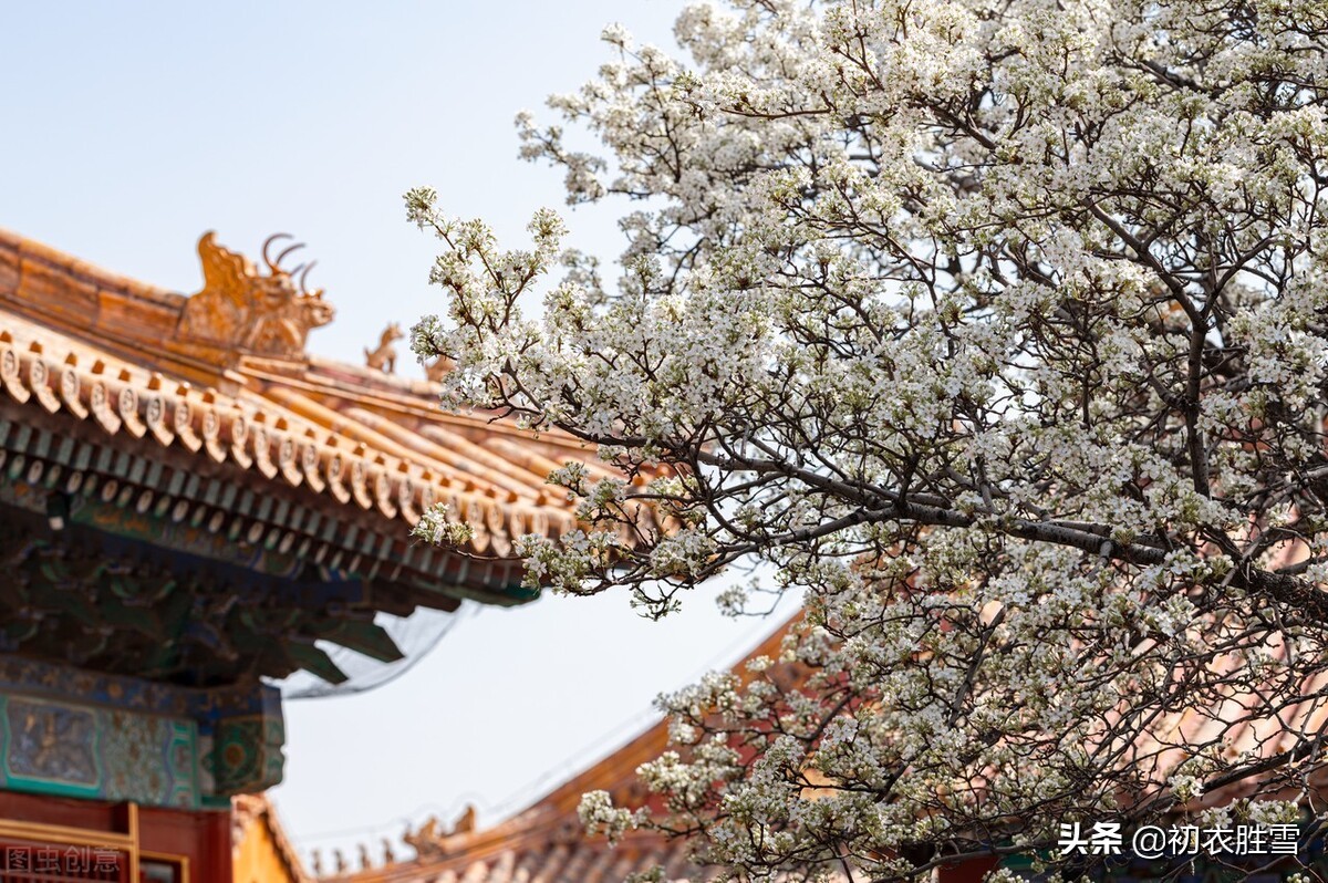 仲春花信之梨花古诗八首：一树梨花一溪月，不知今夜属何人