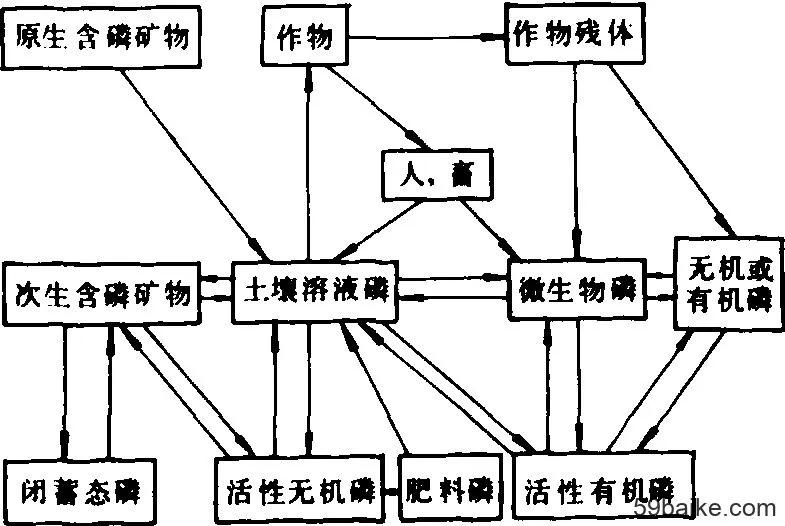 磷肥是从哪里来的？