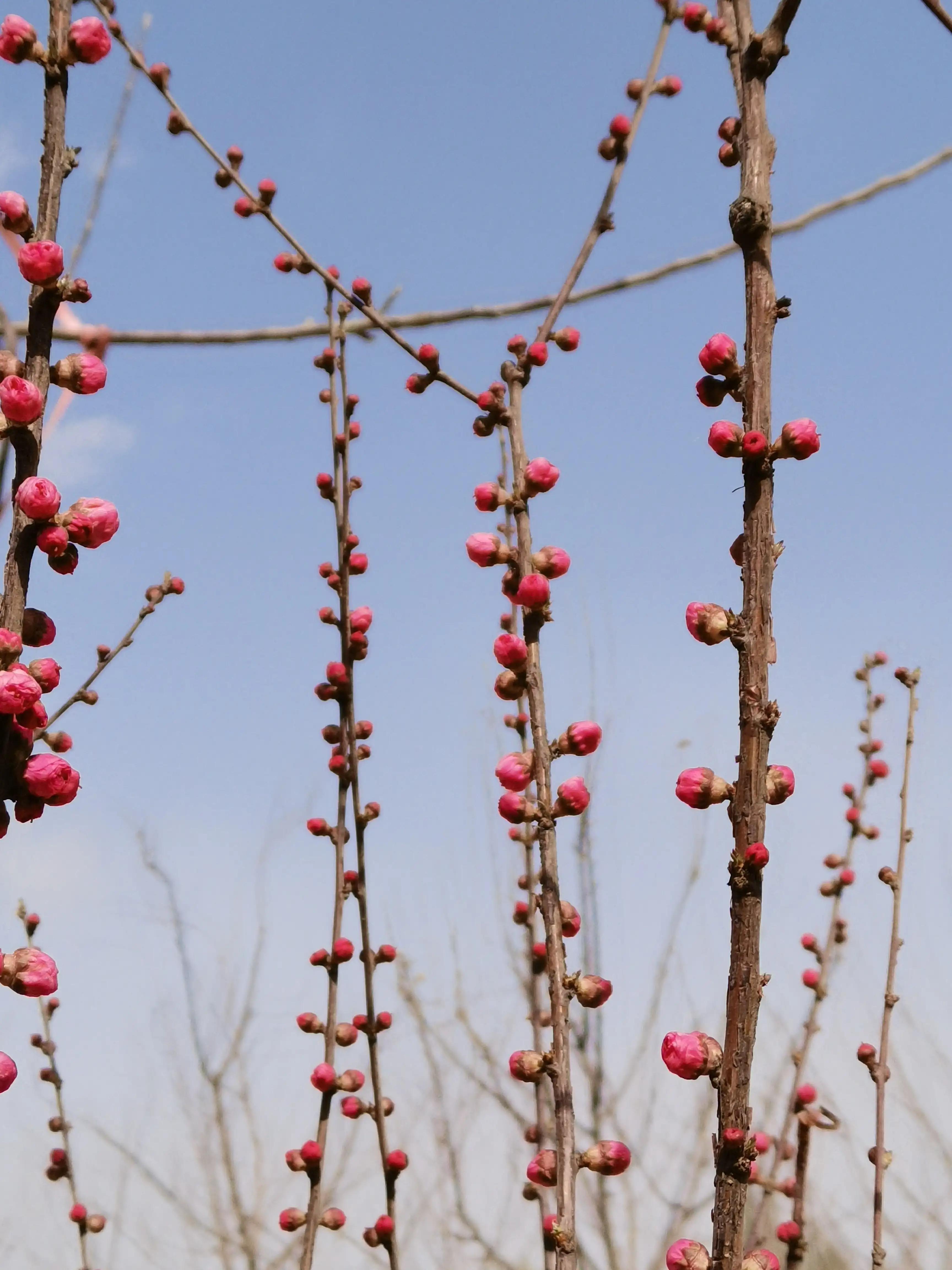 春有百花秋有月，花好月圆总关情