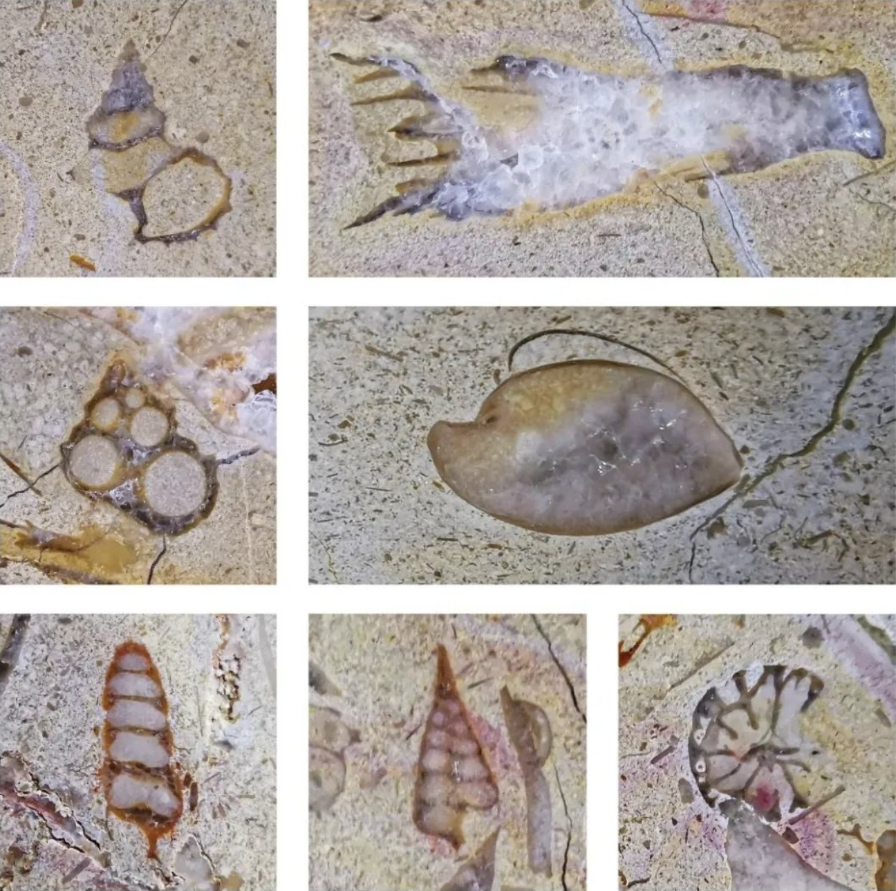 石材里的化石你见过吗？都有哪些石材里面有化石呢
