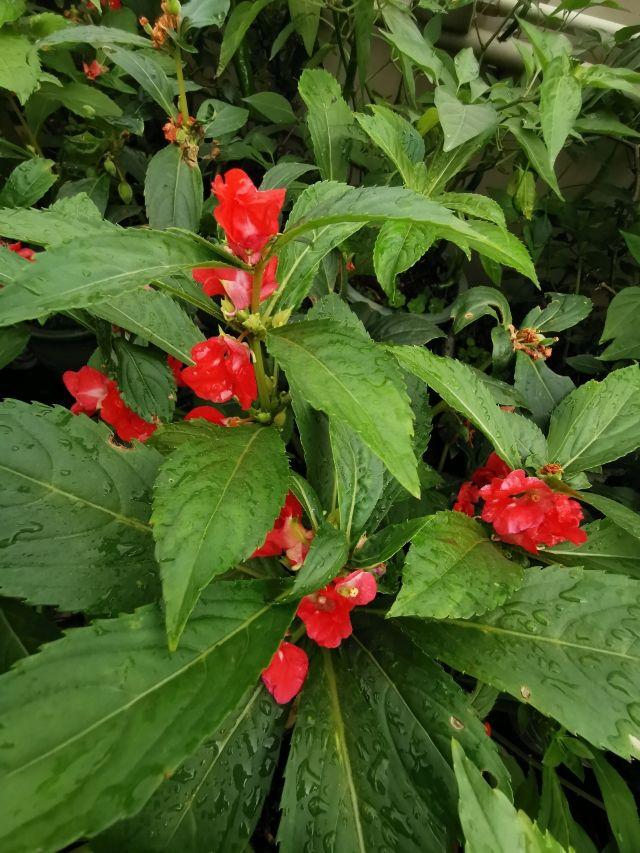 七彩鳳仙花的種植方法(5個要點種植出好看的七彩鳳仙花)