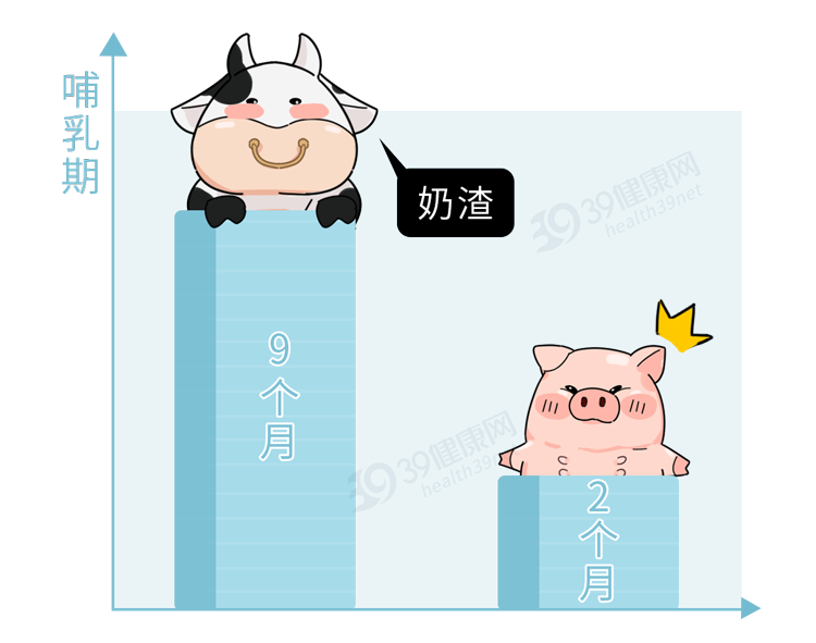 “猪奶”是什么味道？为什么没人喝？其实，它的营养比牛奶还要高