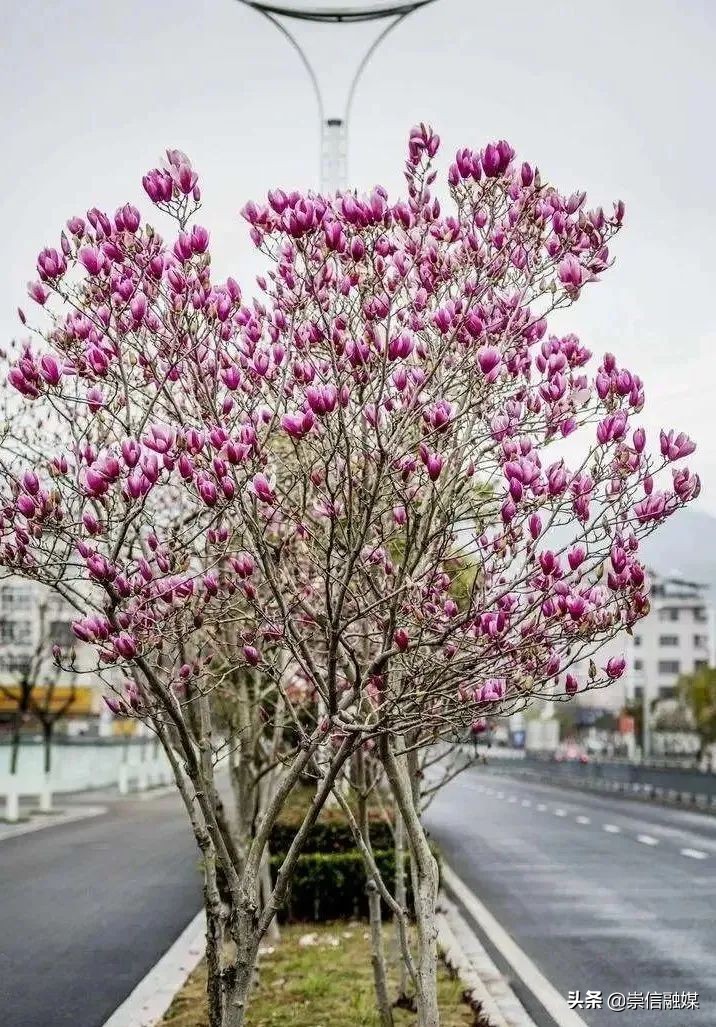 40款观花乔木,各有乾坤的开花高手