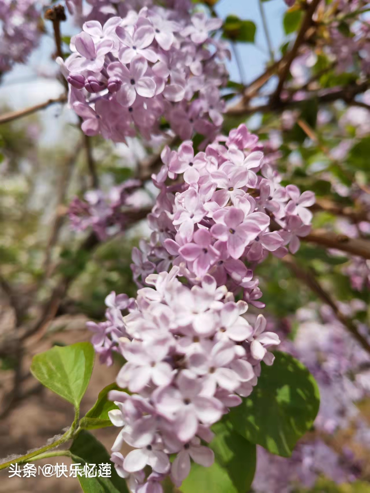 丁香花开满城香，醉美人间四月天