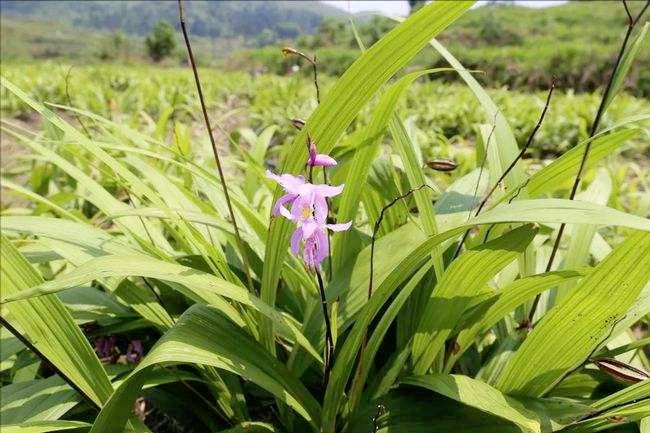 中药材迎来牛市，最大涨幅900%，最大降幅75%，今年种植什么好？